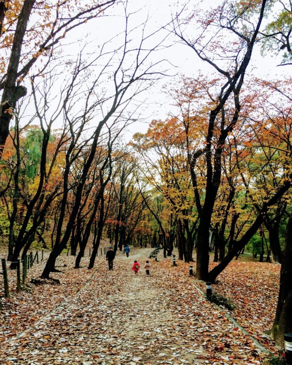 Autumn in Seoul | 17 Spectacular Places to Visit in Seoul during Autumn 32 Seonjeongneung during autumn in seoul