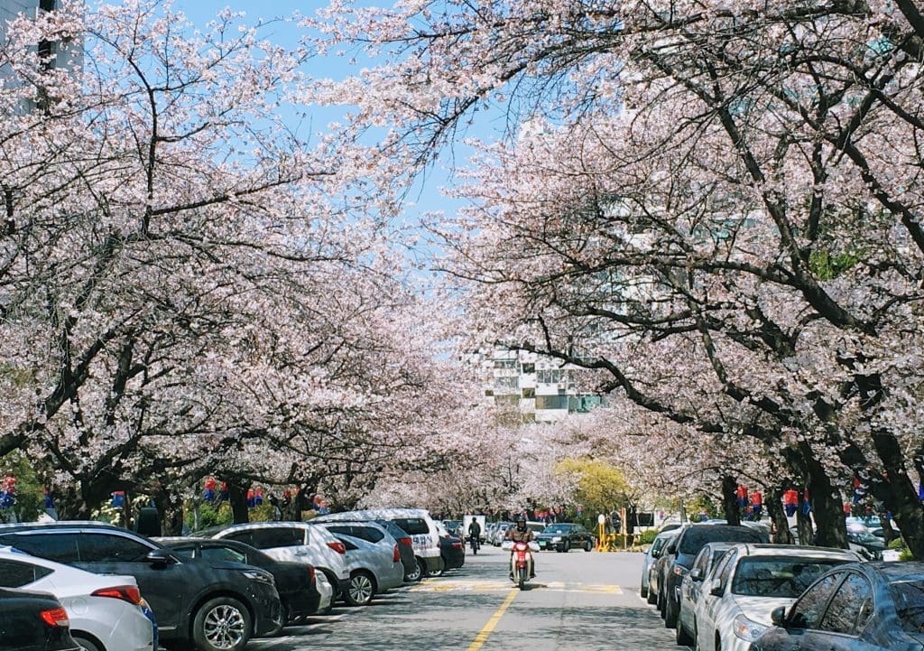 Autumn in Seoul | 17 Spectacular Places to Visit in Seoul during Autumn 34 cherry blossom trees in jamsil korea