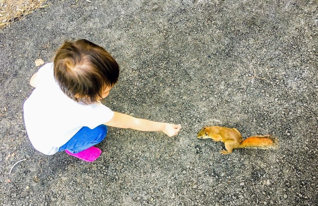The Unforgettable, Forget-Me-Not Pond in Kananaskis 3 little girl meeting a chipmunk