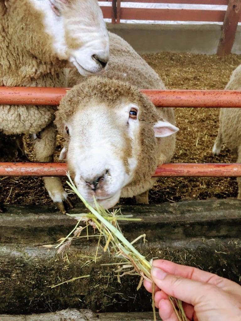 a sheep at daegwallyeong sheep farm
