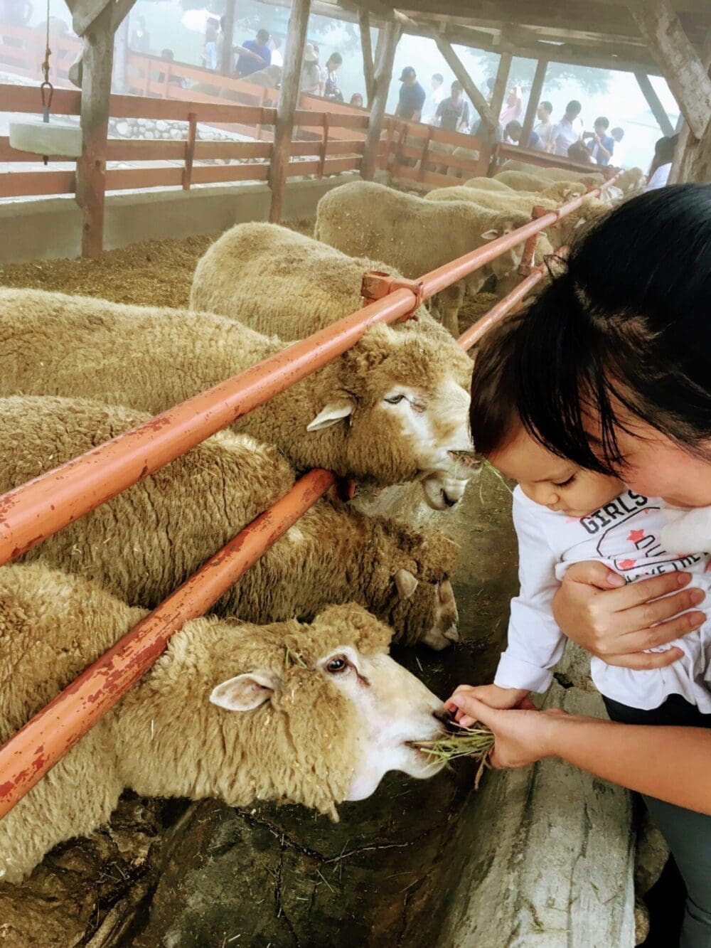Autumn in Korea Forecast 2026 | 48 Exceptional Places to See Breathtaking Fall Foliage 47 autumn in korea | daegwallyeong sheep farm