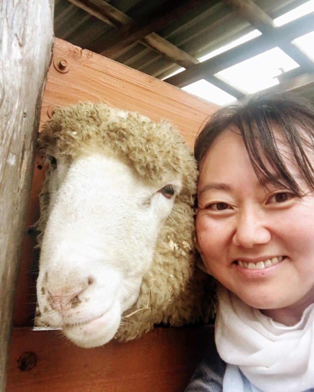 daegwallyeong sheep ranch