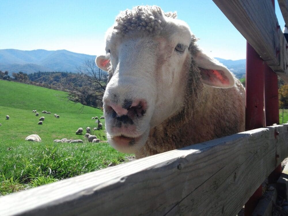 sheep at daegwallyeong sheep ranch