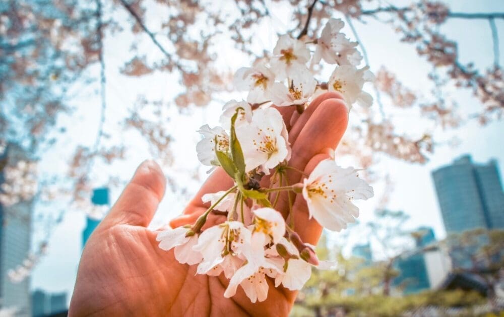 cherry blossoms in south korea