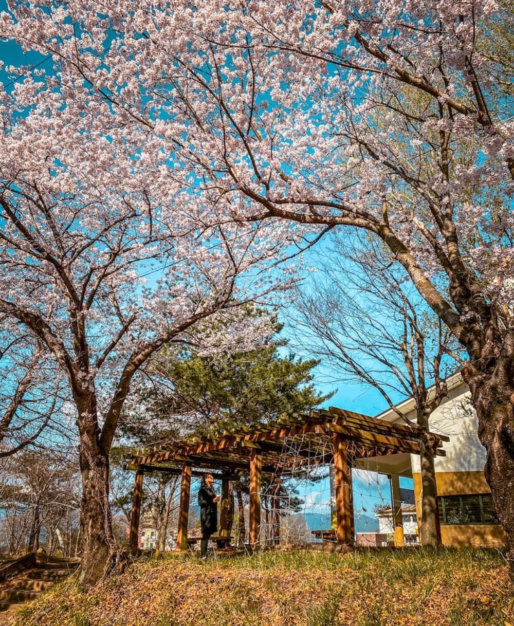 Korea in April 2026 | A Local's Take on the Best Spring Adventures 37 korea in april | cherry blossoms in gurye