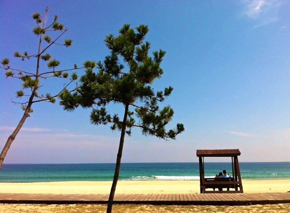 Korea in April 2026 | A Local's Take on the Best Spring Adventures 20 gyeongpo beach in korea