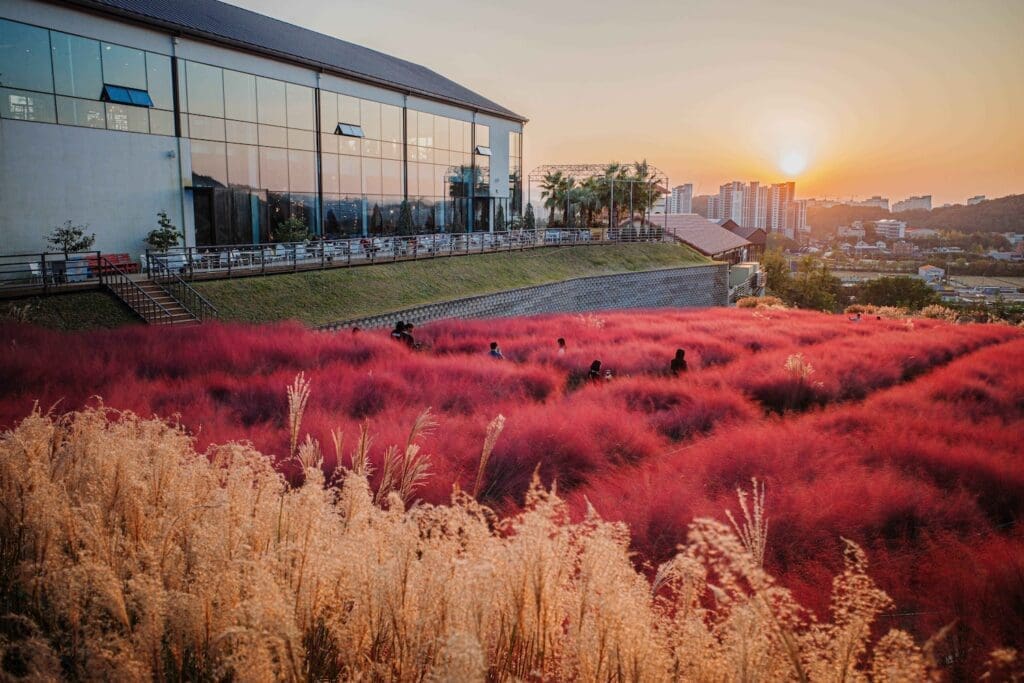 21 Surreal Spots to See Dreamy Pink Muhly in Korea in Autumn 2026 20 pink muhly grass at sunset in front of Pins Coffee with its floor to ceiling glass windows