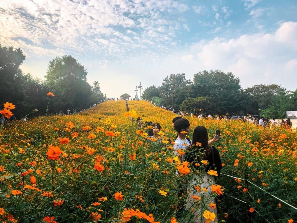 cosmos flowers at olympic park in seoul during autumn in korea