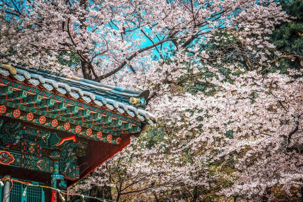 2026 Cherry Blossoms in Korea Forecast | Best Festivals in Seoul, Jinhae, Busan and More 43 cherry blossoms in korea | bongeunsa temple seoul