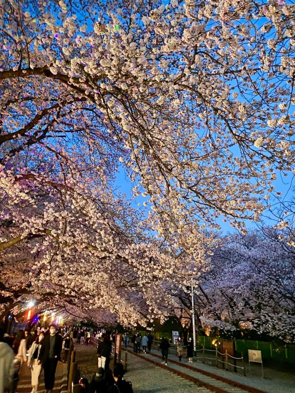 2026 Cherry Blossoms in Korea Forecast | Best Festivals in Seoul, Jinhae, Busan and More 16 jinhae gunjangje cherry blossom festival