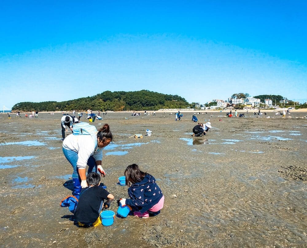 6 Blissful Beaches near Seoul Perfect for a Summer Day Trip 18 clam digging at seonjaedo island incheon korea