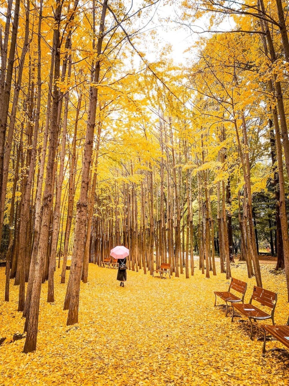 Autumn in Seoul | 17 Spectacular Places to Visit in Seoul during Autumn 16 autumn in seoul | seoul forest ginkgo trees