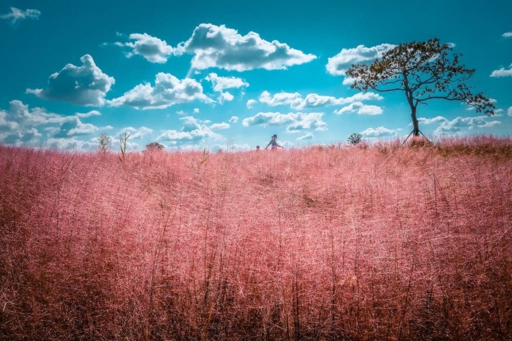 Autumn in Korea Forecast 2026 | 48 Exceptional Places to See Breathtaking Fall Foliage 38 autumn in korea | pink muhly grass at anseong farmland