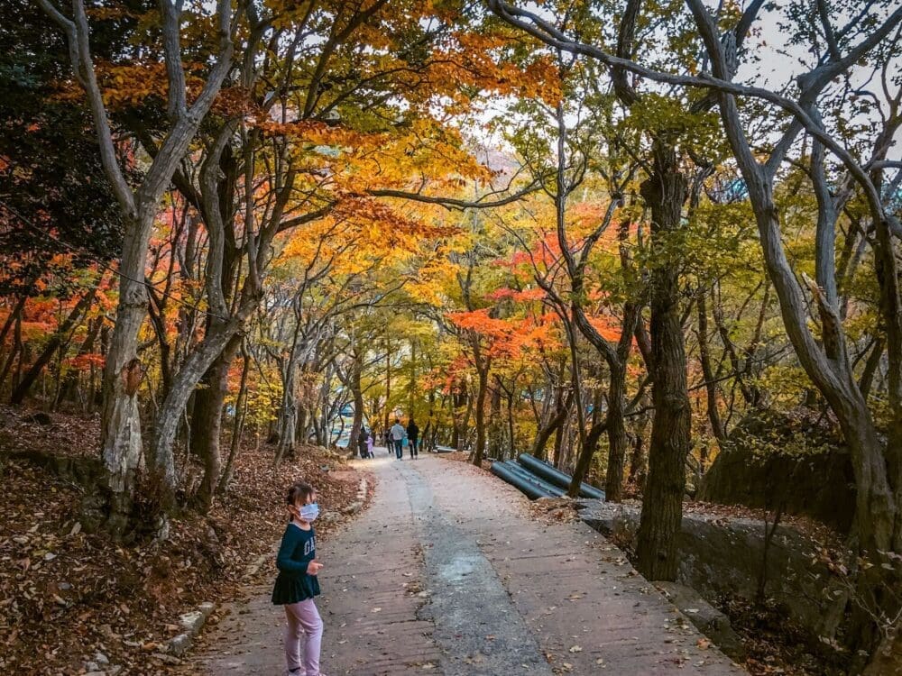 Hyangiram Hermitage in Yeosu | A Remarkable Seaside Temple with 7 Unique Passageways 3 the forest trail to hyangiram hermitage in autumn