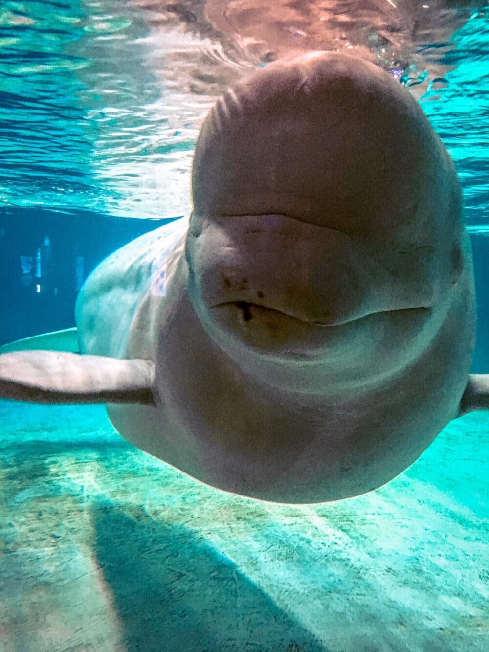 beluga whale at lotte world aquarium