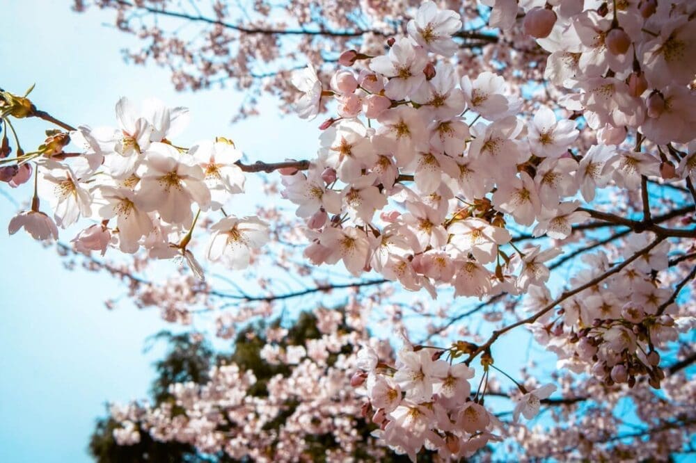 cherry blossoms in seoul