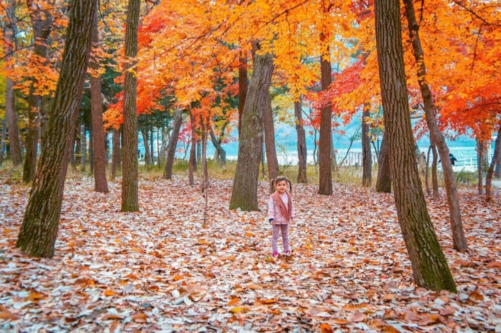 South Korea 22 korea travel guide | nami island in autumn