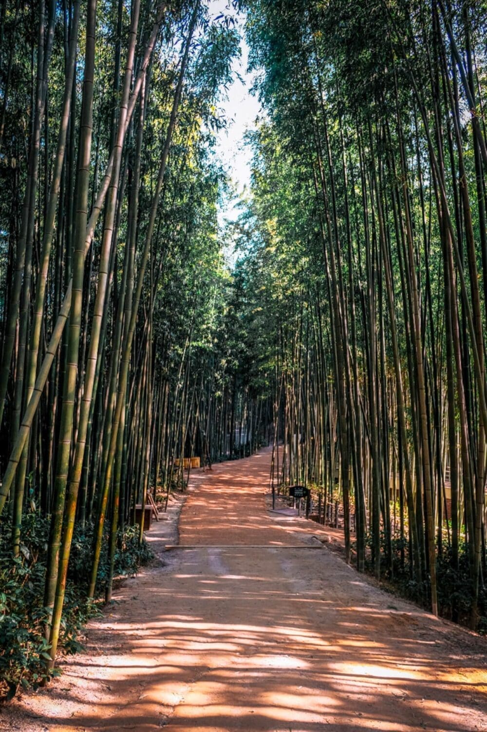 Korea in May 2026 | Spring Festivals, Real Weather & Local Secrets From a Seoul Insider 27 korea in may | damyang bamboo forest