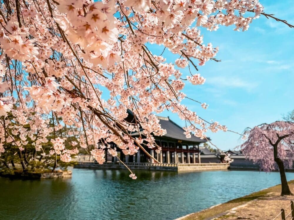 How to See the Sublime Gyeongbokgung Palace at Night 2026 | Guide for Tourists 19 cherry blossoms in seoul | gyeongbokgung palace