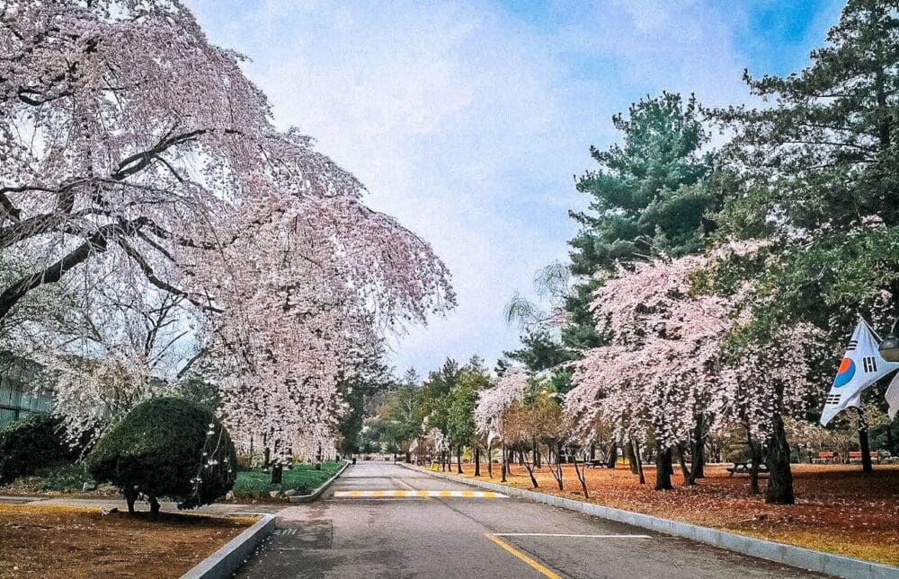 2026 Cherry Blossoms in Korea Forecast | Best Festivals in Seoul, Jinhae, Busan and More 47 cherry blossoms in korea | seoul national cemetery