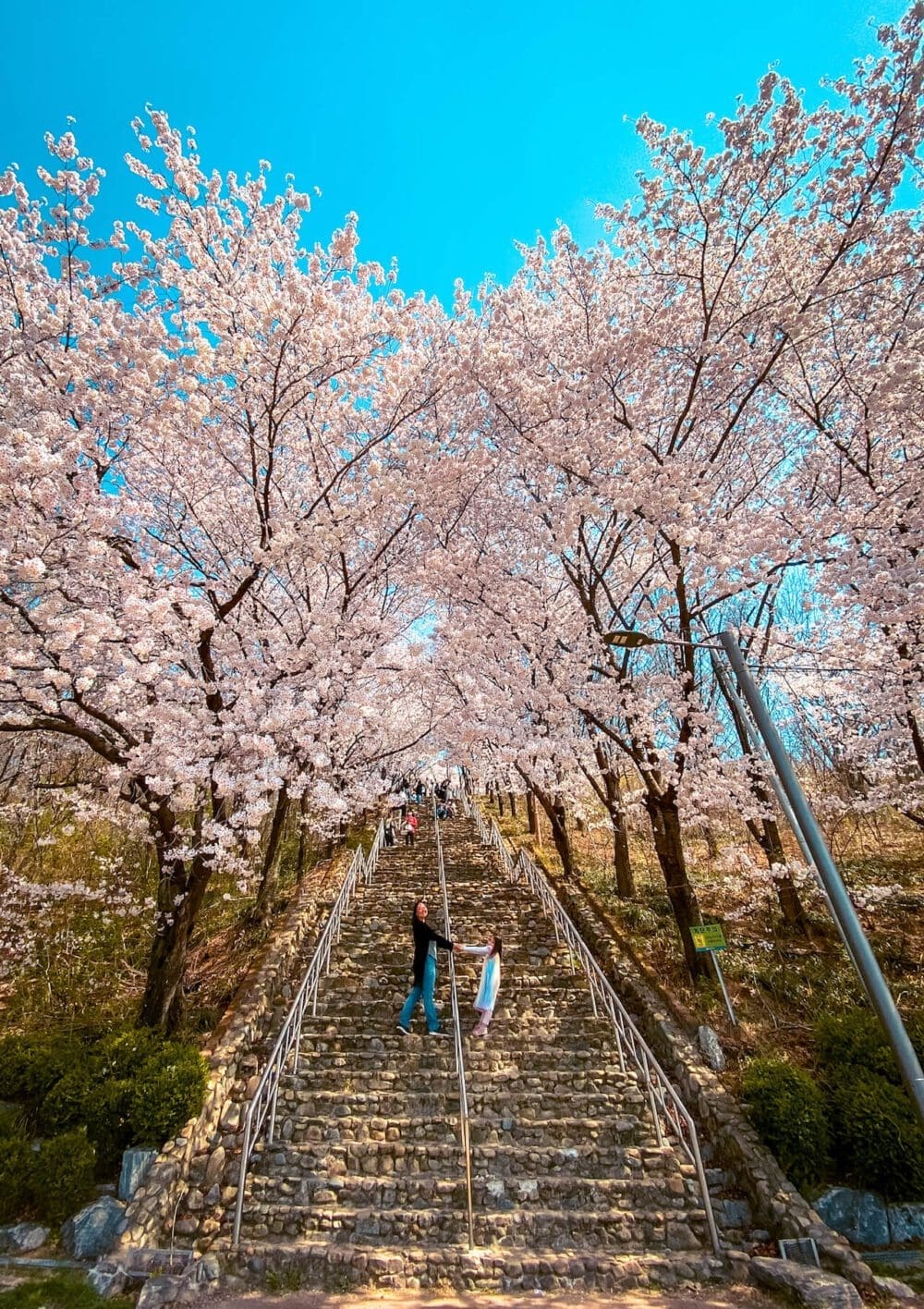 2026 Cherry Blossoms in Korea Forecast | Best Festivals in Seoul, Jinhae, Busan and More 1 cherry blossoms in korea | chimsanjeong pavilion