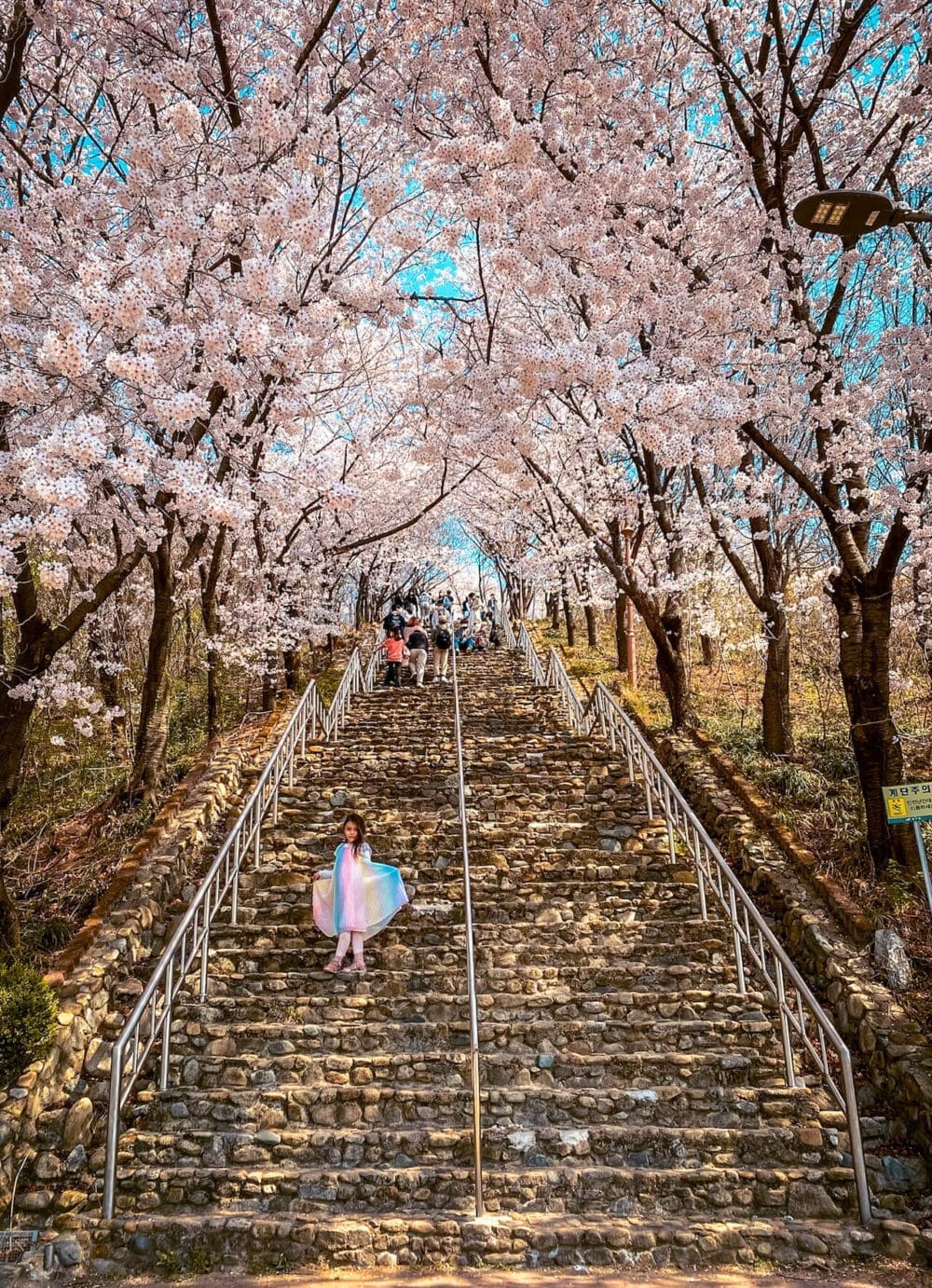 2026 Cherry Blossoms in Korea Forecast | Best Festivals in Seoul, Jinhae, Busan and More 50 cherry blossoms in korea | chimsanjeong pavilion daegu