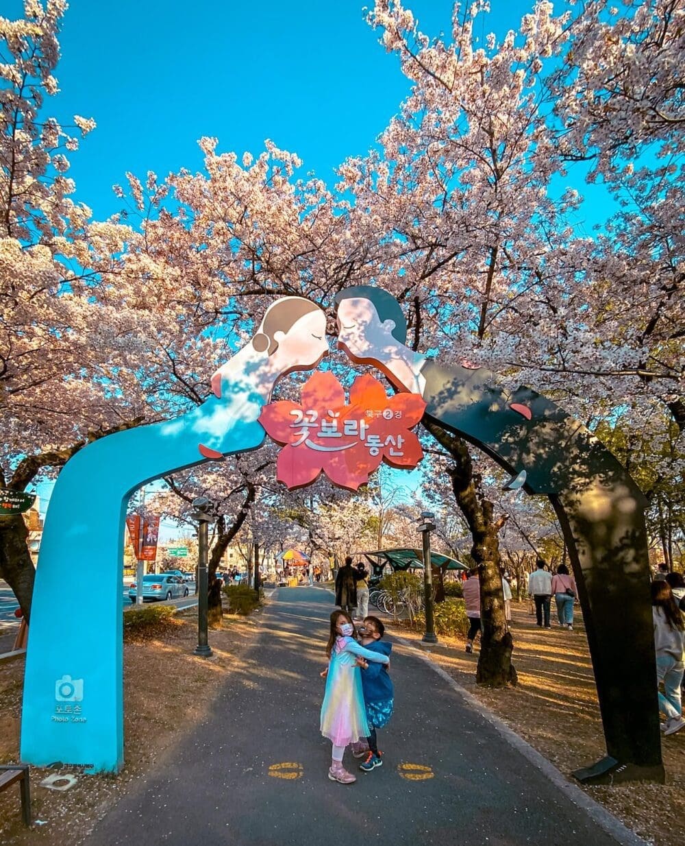 2026 Cherry Blossoms in Korea Forecast | Best Festivals in Seoul, Jinhae, Busan and More 51 cherry blossoms in korea | flower bora hill daegu
