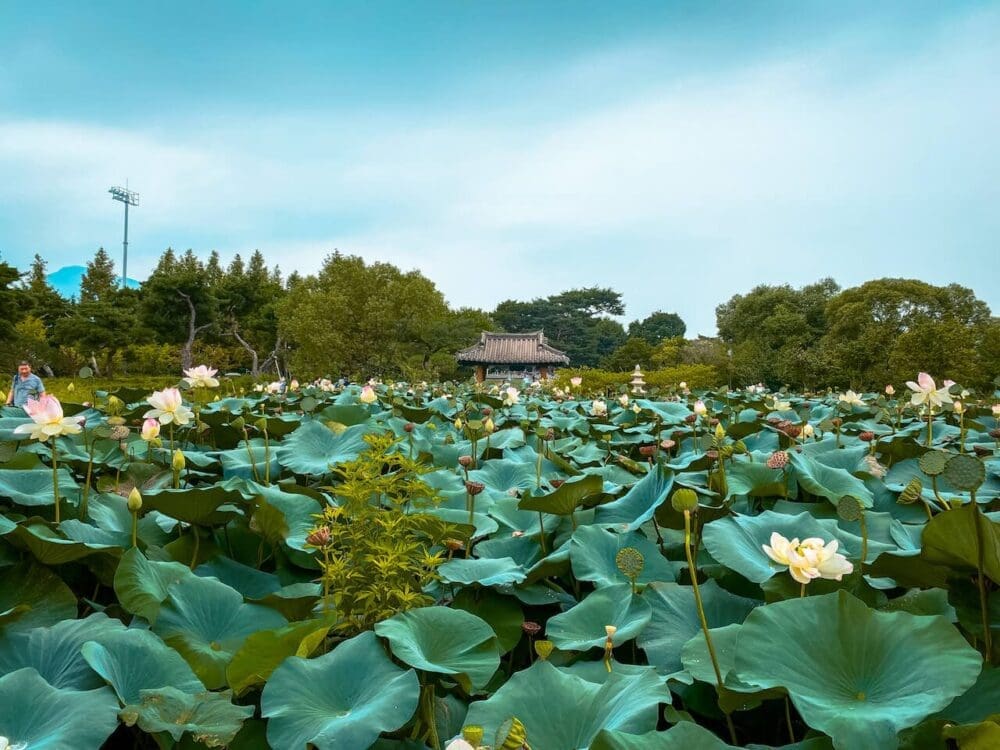 Summer in Korea 2026 | 43 Awesome Activities and Fun Festivals to Enjoy 46 summer in korea | semiwon lotus flowers