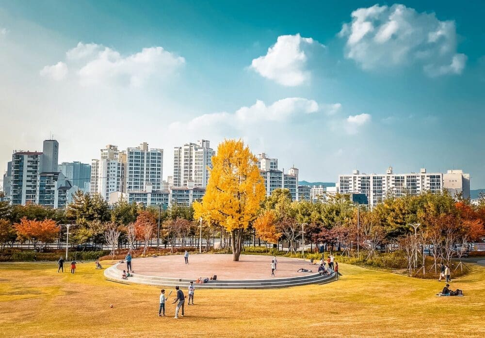 iljasan park | ginkgo trees in seoul