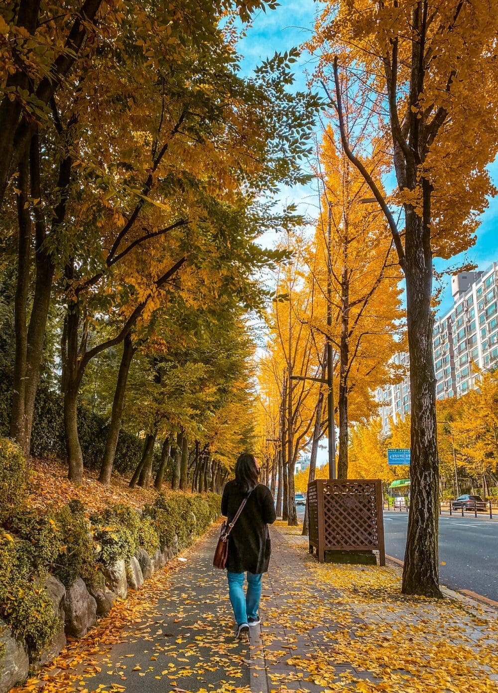 Korea in October 2026: My Favourite Fall Festivals, Weather Tips & Packing Blueprint (from a 15-Year Expat) 45 korea in october | ginkgo trees