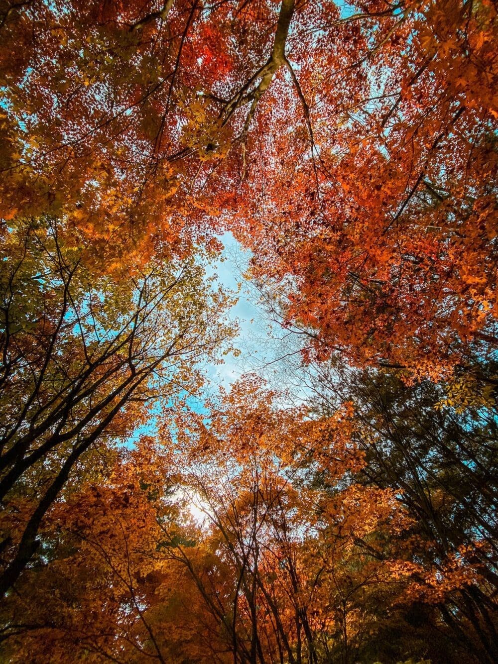 Autumn in Korea Forecast 2026 | 48 Exceptional Places to See Breathtaking Fall Foliage 31 autumn in korea | seoul forest