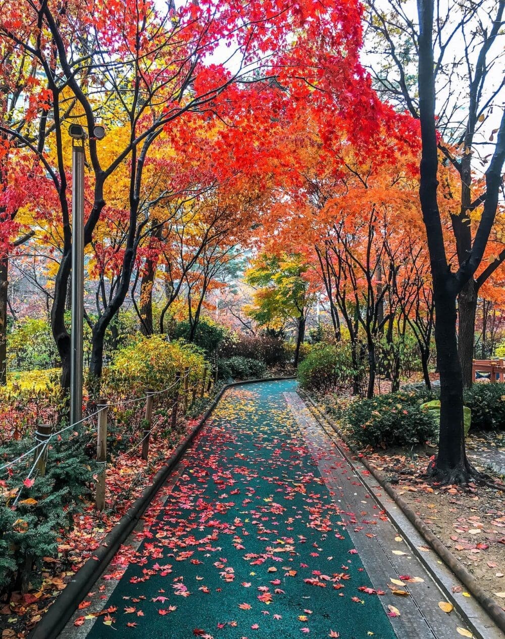 Autumn in Korea Forecast 2026 | 48 Exceptional Places to See Breathtaking Fall Foliage 1 autumn in korea