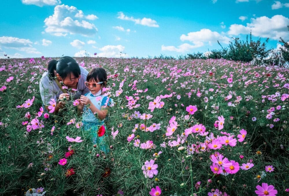 Korea in September 2026: Essential Weather & Festivals (15-Year Local's Guide) 1 korea in september | anseong farmland