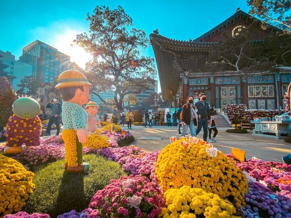 Korea in October 2026: My Favourite Fall Festivals, Weather Tips & Packing Blueprint (from a 15-Year Expat) 19 korea in october | jogyesa chrysanthemum festival