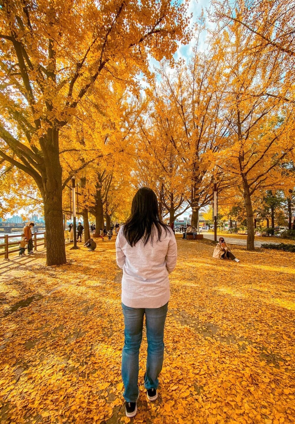 Korea in November 2026 Travel: The Last Fall Foliage, Winter Weather Prep + What to See & Do 4 korea in november | asan ginkgo tree road