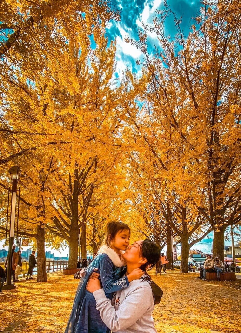 Autumn in Korea Forecast 2026 | 48 Exceptional Places to See Breathtaking Fall Foliage 17 autumn in south korea | asan ginkgo tree road