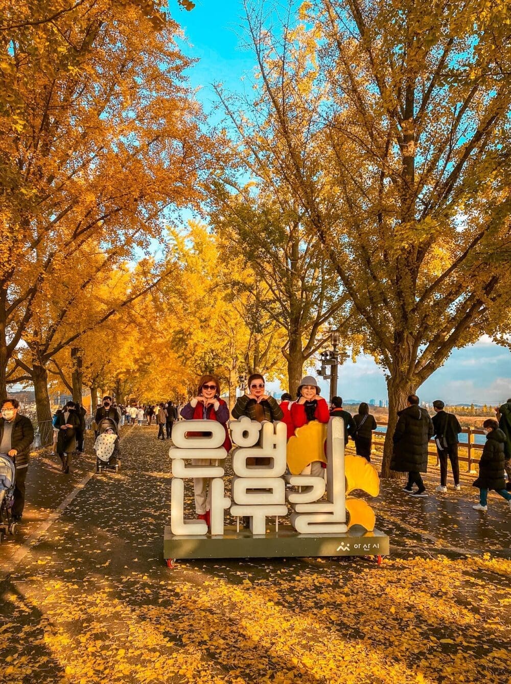 asan ginkgo tree road
