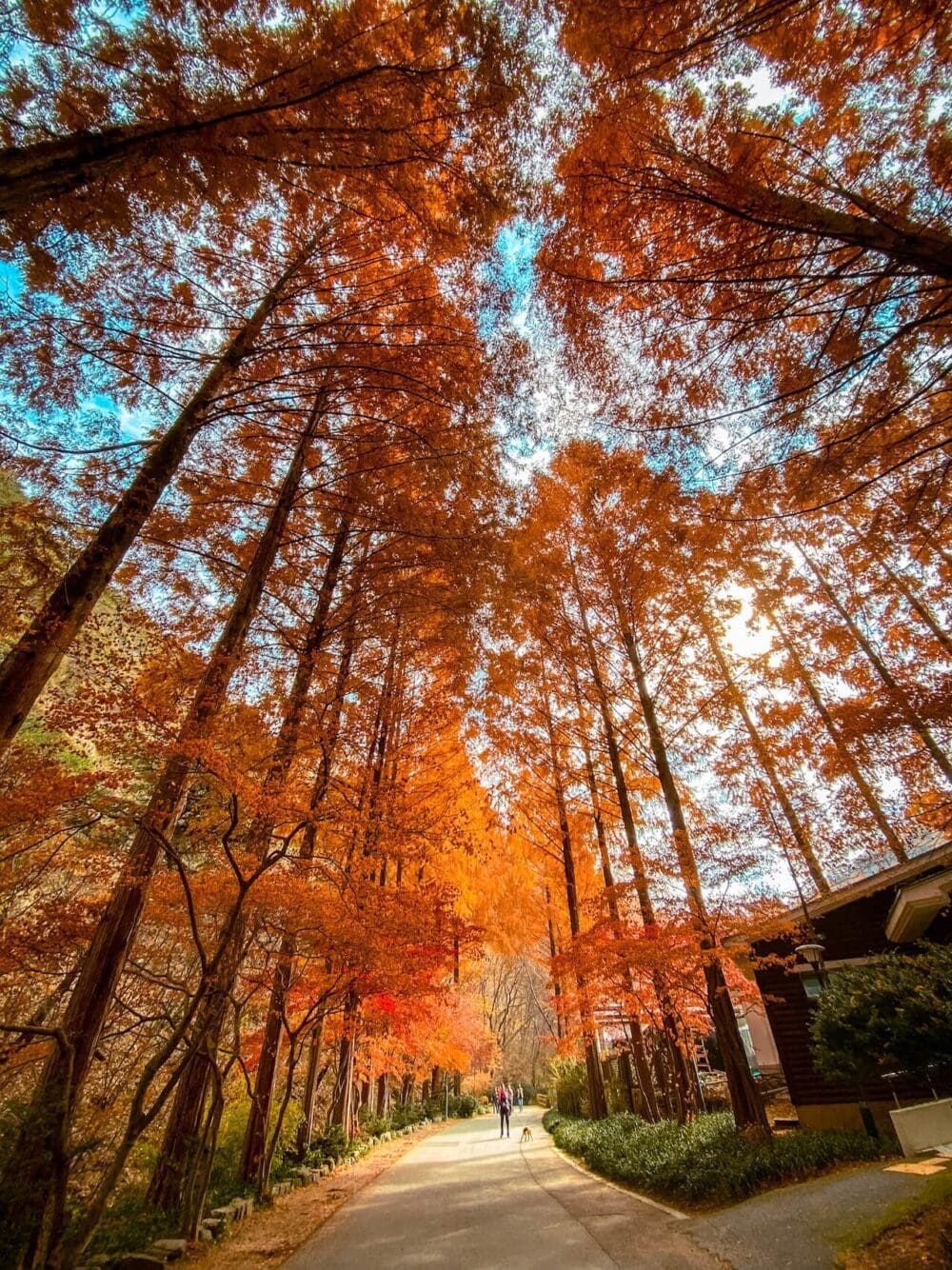 jangtaesan recreational forest in daejeon