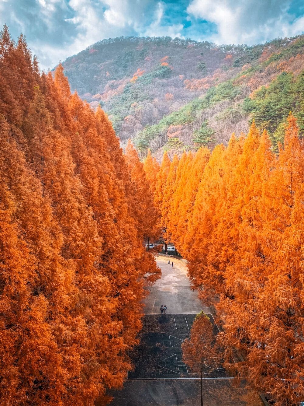 jangtaesan recreational forest | metasequoia trees