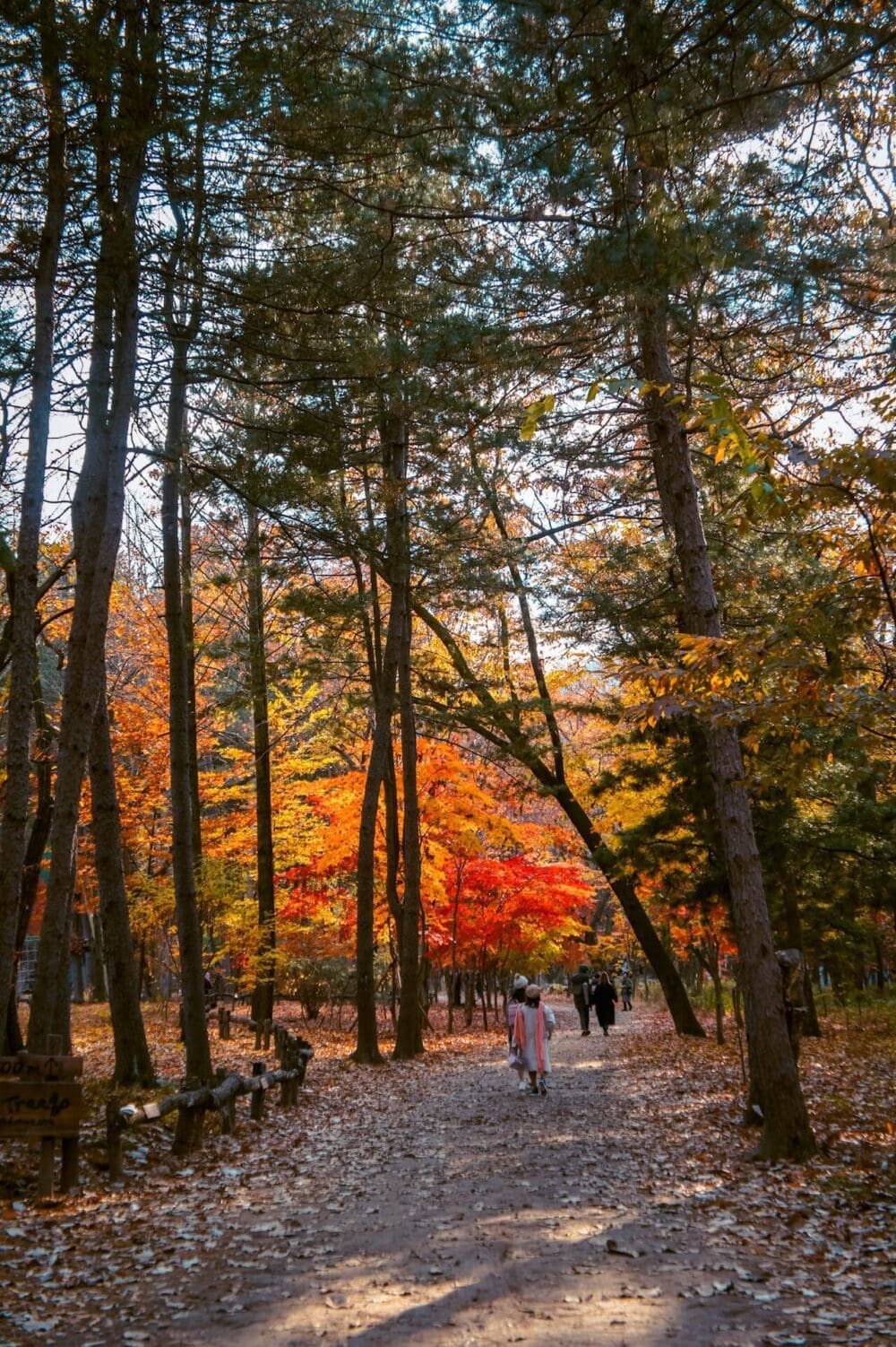 Korea in November 2026 Travel: The Last Fall Foliage, Winter Weather Prep + What to See & Do 34 november in south korea | nami island