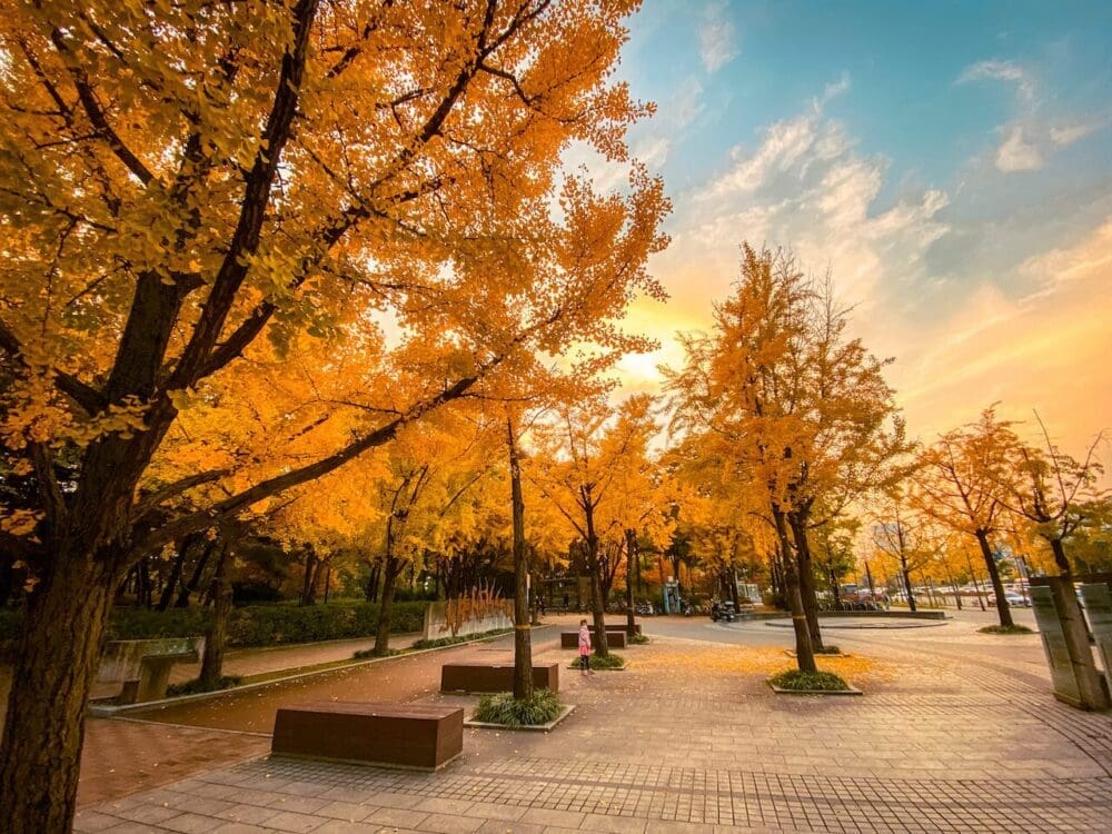 Korea in November 2026 Travel: The Last Fall Foliage, Winter Weather Prep + What to See & Do 6 november in korea | ginkgo trees