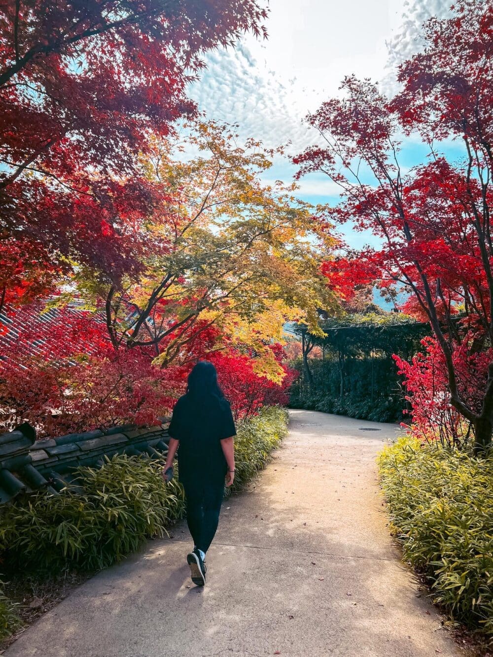 Korea in November 2026 Travel: The Last Fall Foliage, Winter Weather Prep + What to See & Do 2 november in korea | hwadam forest