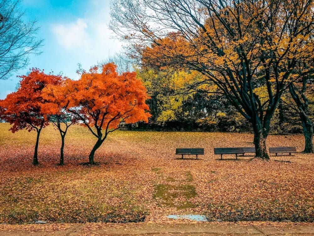 Korea in November 2026 Travel: The Last Fall Foliage, Winter Weather Prep + What to See & Do 1 south korea in november | olympic park
