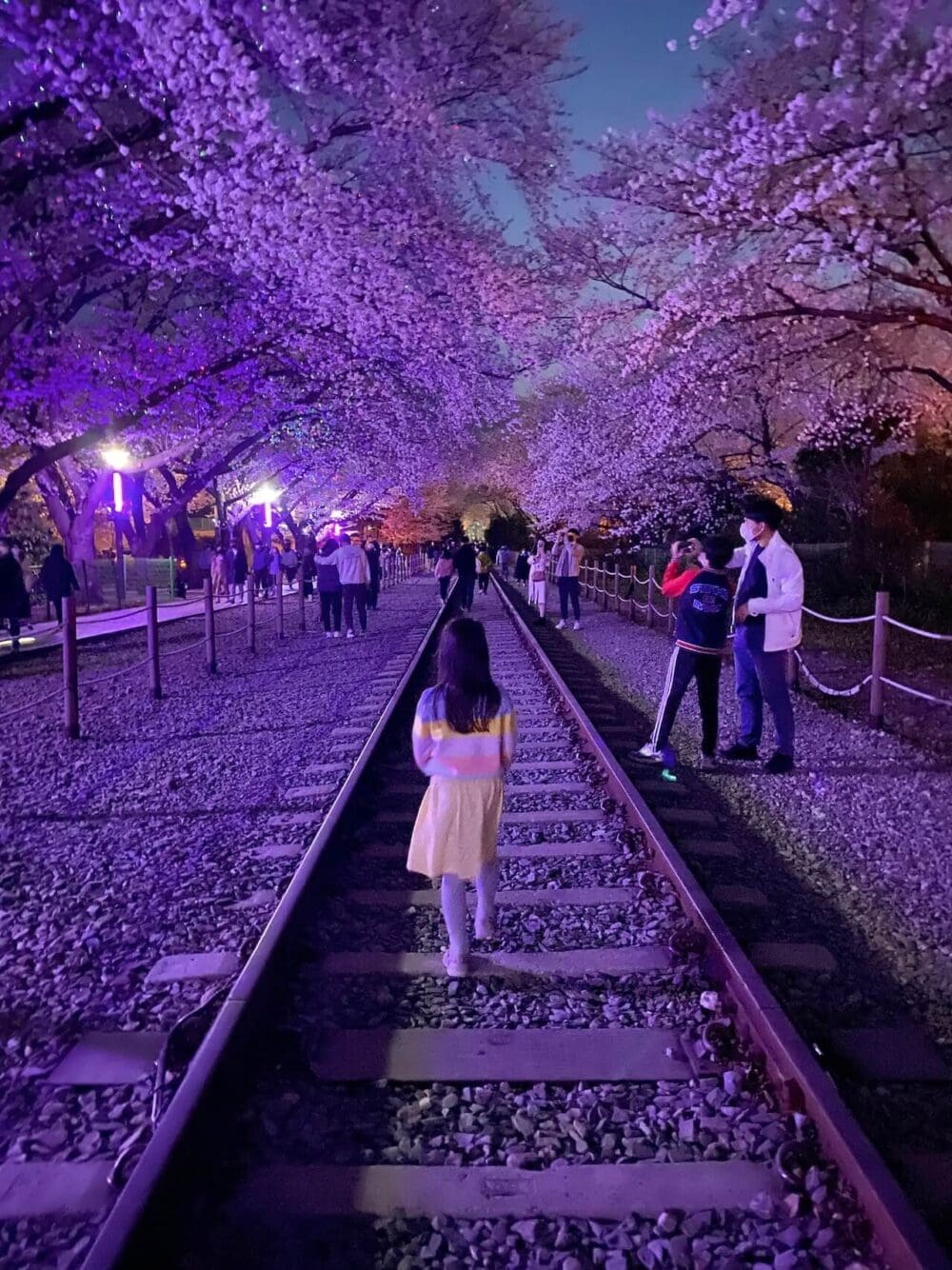 2026 Cherry Blossoms in Korea Forecast | Best Festivals in Seoul, Jinhae, Busan and More 15 cherry blossoms in korea | jinhae gunhangjae cherry blossom festival
