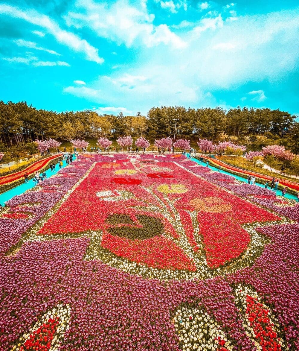 Korea in April 2026 | A Local's Take on the Best Spring Adventures 24 taean tulip festival korea