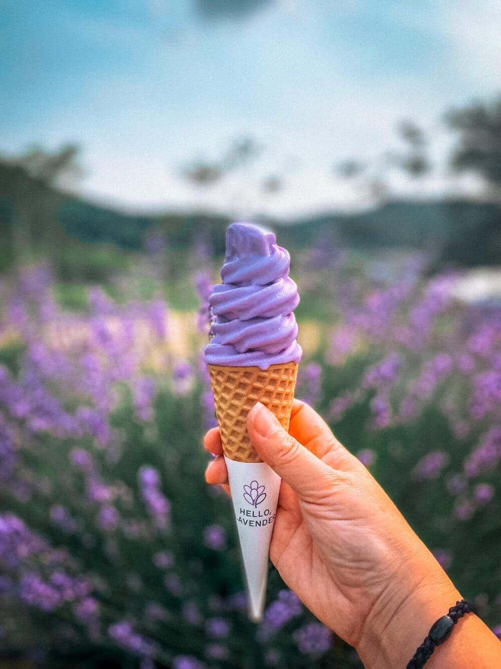 herb one lavender festival