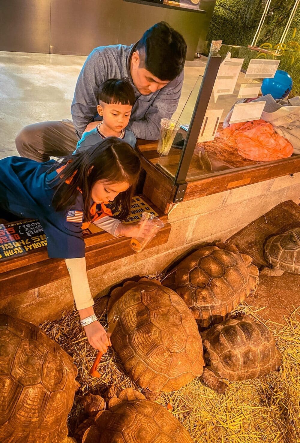 76 Delightful Things to do on a Rainy Day in Seoul (+ Heat and Pollution too!) 41 petting turtles at geobugi cafe on a rainy day in seoul
