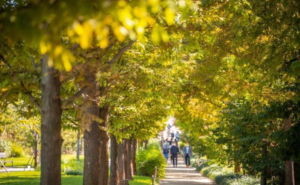 ginkgo tree road in seoul | gyeongui line forest park