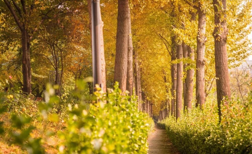 ginkgo tree road in korea | songjeong embankment walkway