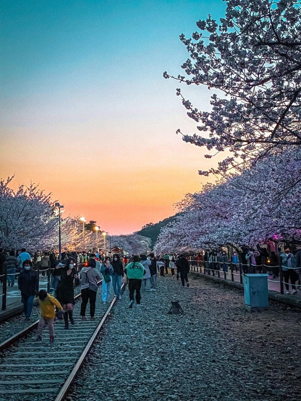 2026 Cherry Blossoms in Korea Forecast | Best Festivals in Seoul, Jinhae, Busan and More 17 cherry blossoms in korea | jinhae gunhangje festival